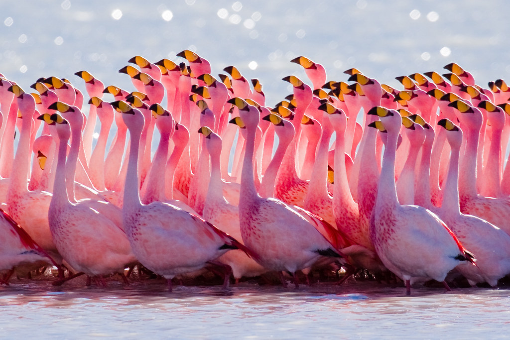Hvorfor er flamingo rosa?