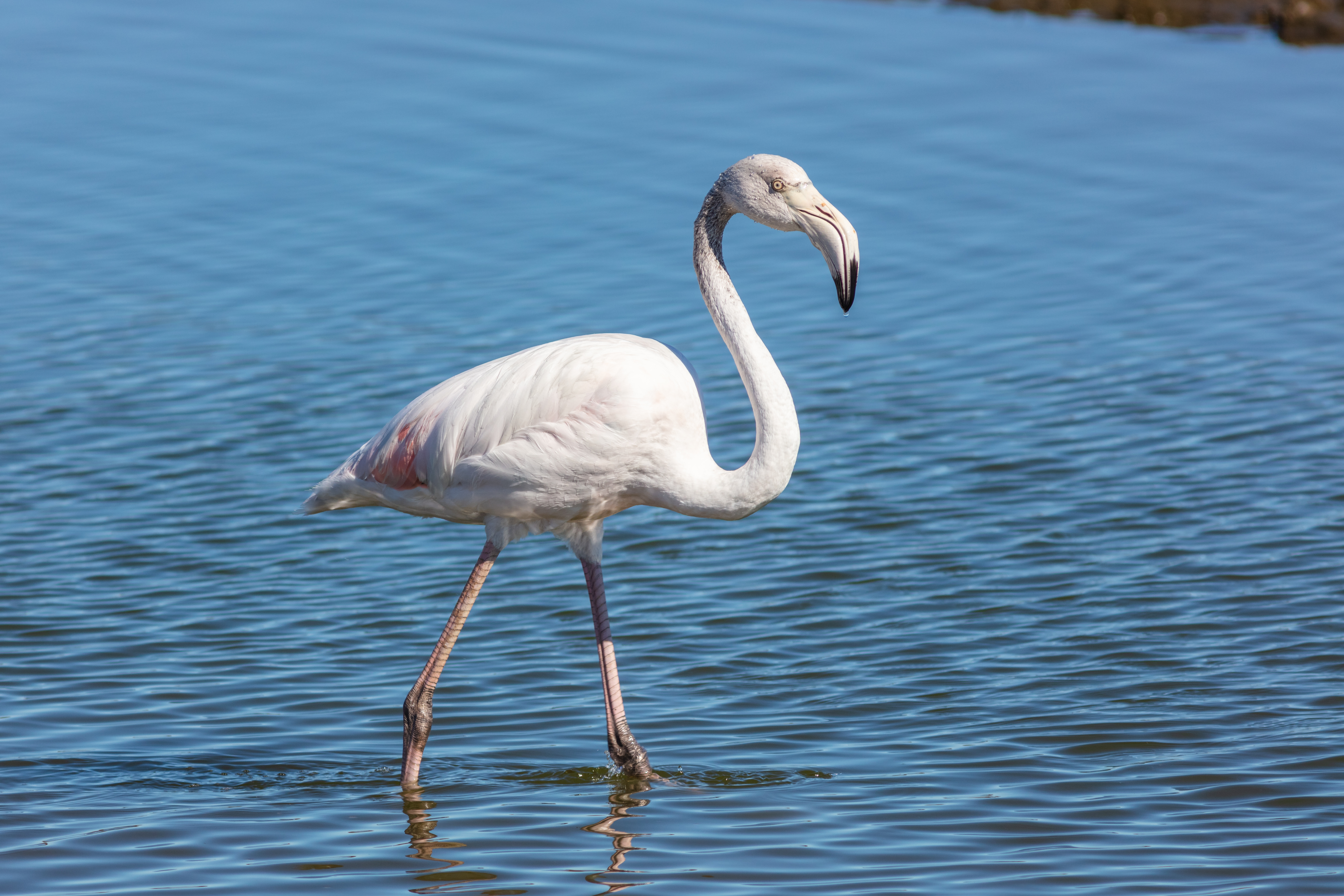 Hvorfor‍ har​ flamingoer ⁤en rosa farge?