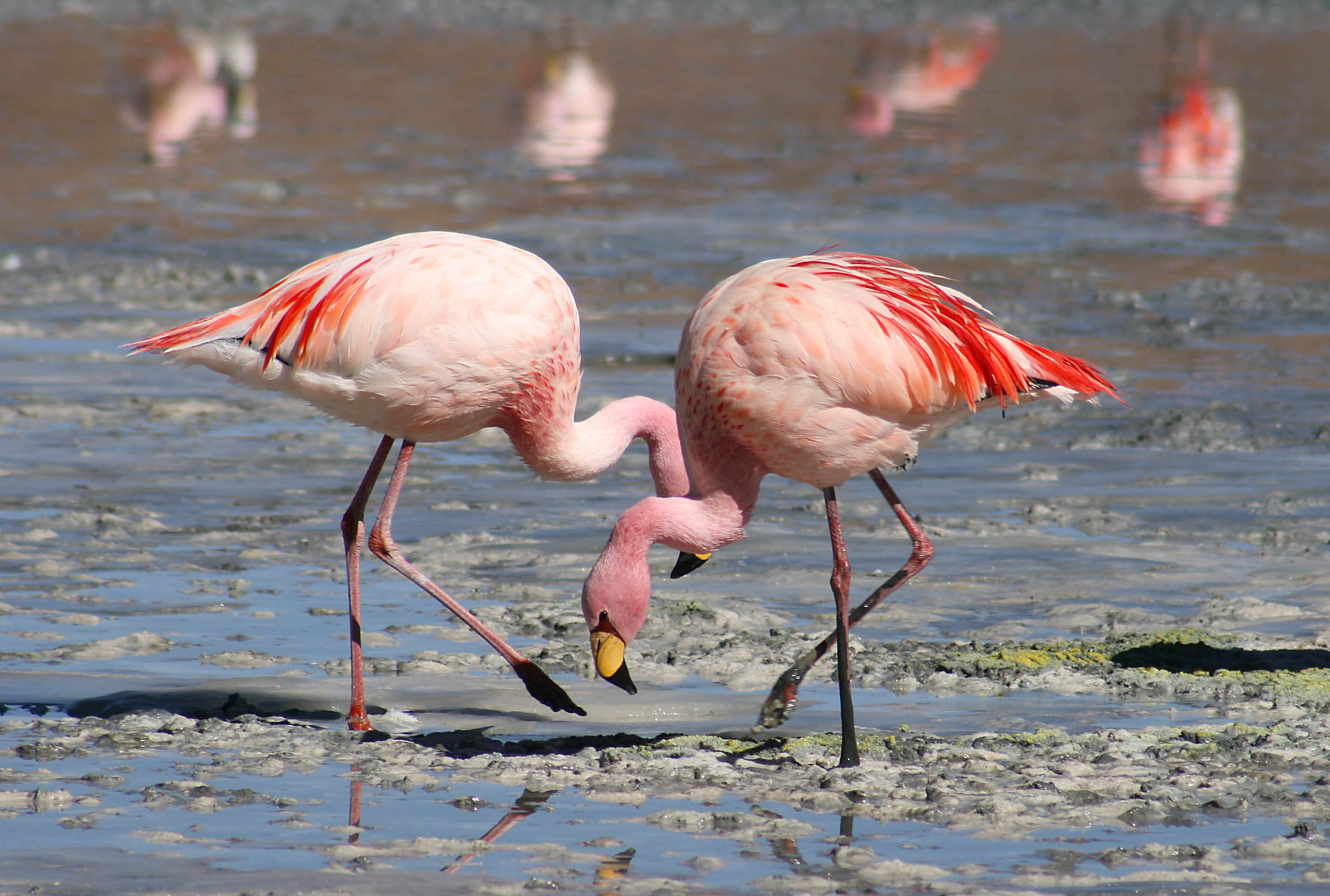 Hvorfor er ‍flamingo rosa?
